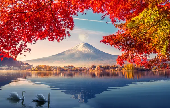 Картинка осень, лебеди, Фудзияма