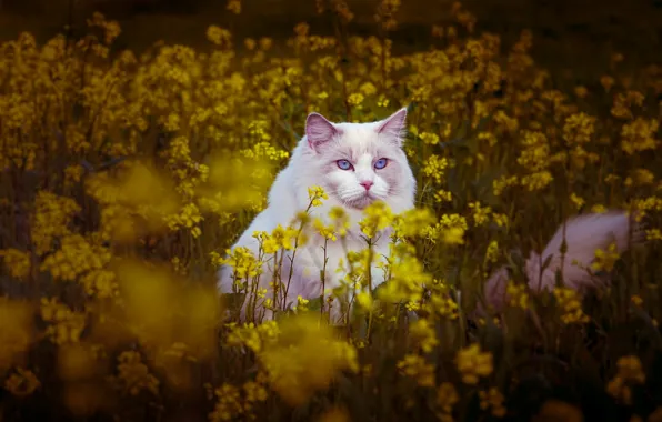 Картинка поле, кошка, кот, цветы, поляна, луг, белая, рэгдолл
