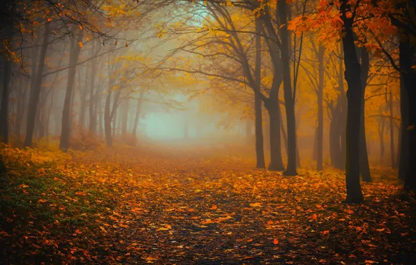 Картинка осень, лес, деревья, природа, туман, листва