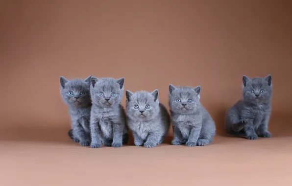 Картинка кошки, фон, котята, малыши, много, британские, выводок