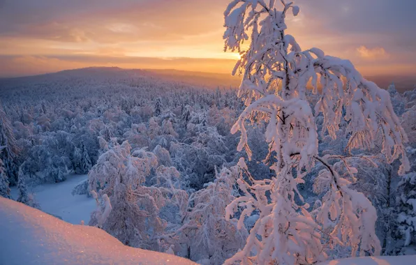 Картинка зима, лес, снег, деревья, закат, Россия, Челябинская область, Денис Закаляпин