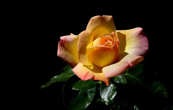Картинка цветок, листья, свет, роза, оранжевая, черный фон, одна, желтая