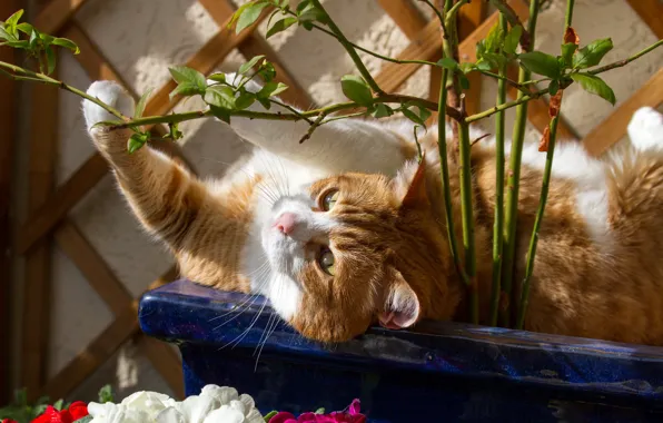 Картинка кошка, цветы, поза, рыжая