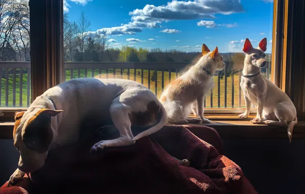 Картинка собаки, окно, друзья, троица