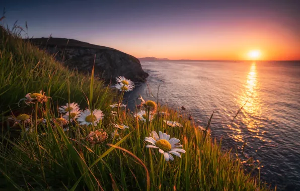 Картинка море, трава, закат, цветы, скала, побережье, ромашки, Испания, Spain, Бискайский залив, Bay of Biscay, Бискайя, …