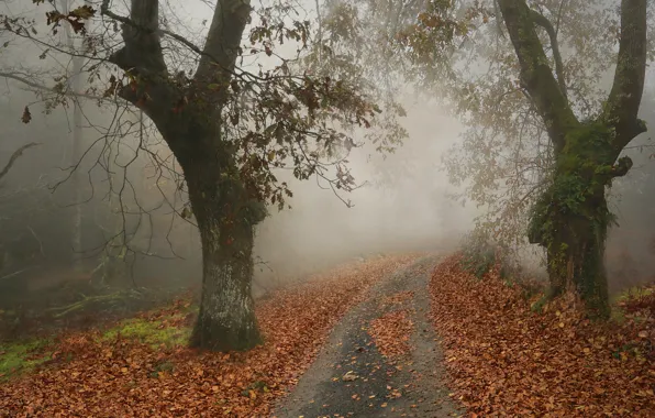 Картинка дорога, осень, лес, деревья, ветки, природа, туман, листва, листопад