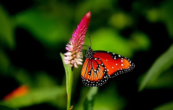Картинка Nature, Flower, Macro, Butterfly