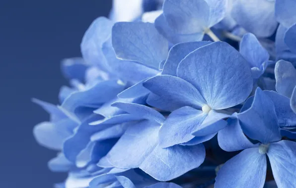 Картинка цветы, голубые, гортензия