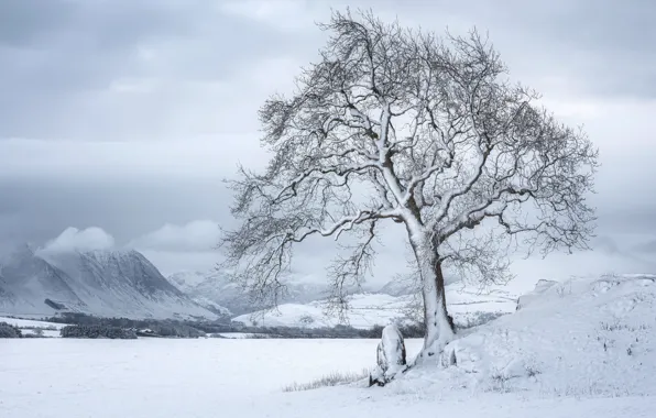 Картинка зима, природа, дерево