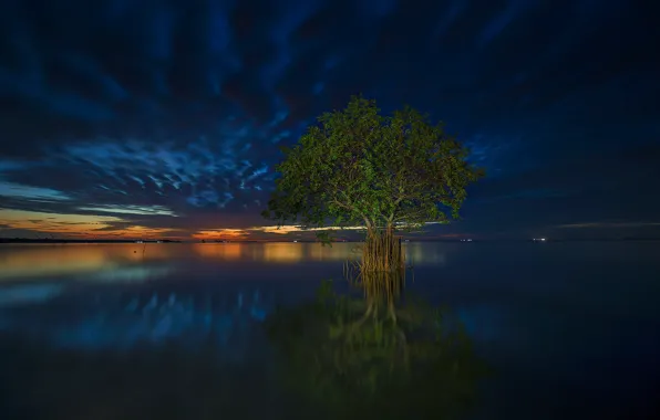 Картинка облака, дерево, вечер, отлив