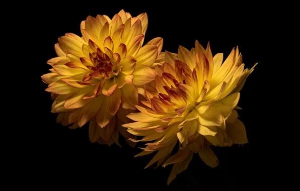 Картинка цветы, хризантемы, тёмный фон