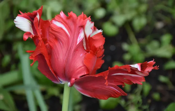 Картинка Тюльпан, Flower, Tulip, Red tulip, Красный тюльпан
