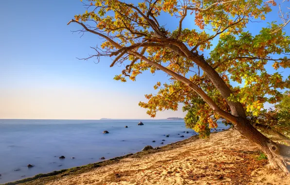 Картинка осень, пляж, листья, дерево, берег, листва, желтые, клён, водоем