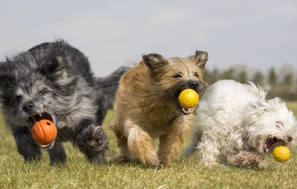 Картинка собаки, лето, мячики, бегут