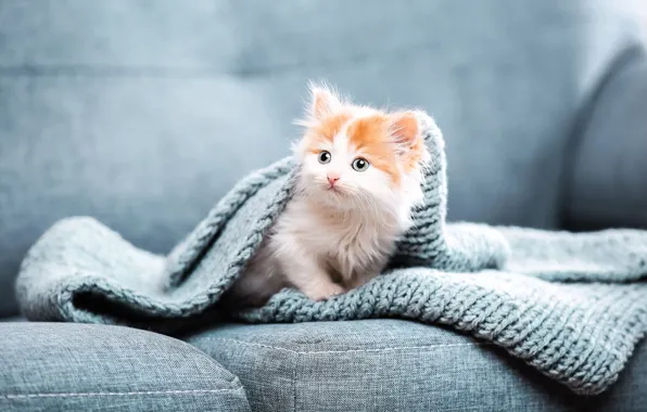 Картинка котенок, диван, шарф, малыш, покрывало, рыжий с белым
