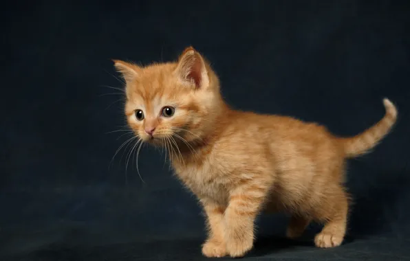 Картинка кошка, темный фон, котенок, малыш, рыжий, котёнок