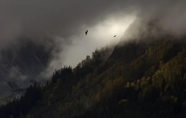 Картинка деревья, горы, птицы, природа, туман