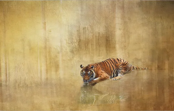 Картинка тигр, отражение, фон, обработка, лежит, водоем, фотоарт
