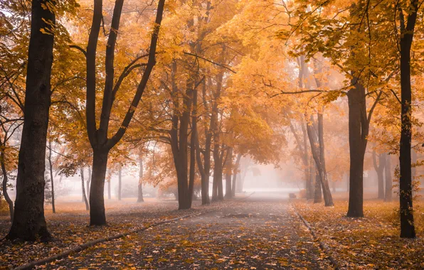 Картинка осень, листья, деревья, парк, nature, park, autumn, leaves, tree