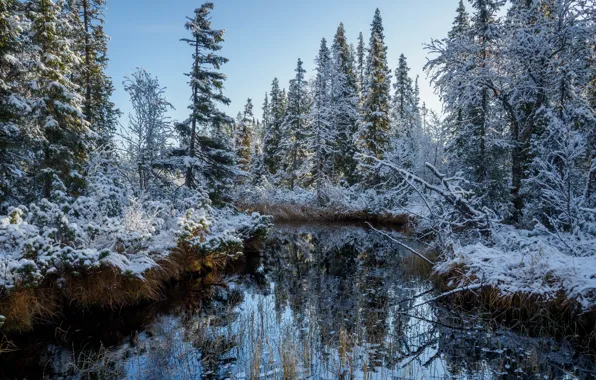 Картинка осень, лес, снег, река