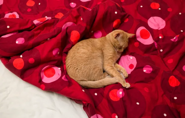 Картинка кошка, кот, поза, уют, красное, отдых, узор, кровать, сон, горошек, лапы, покрывало, рыжий, спит, постель, …