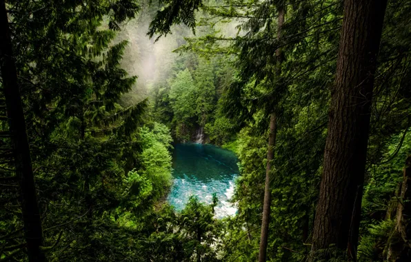 Картинка лес, деревья, горы, природа, туман, озеро, ели, Канада, Ванкувер