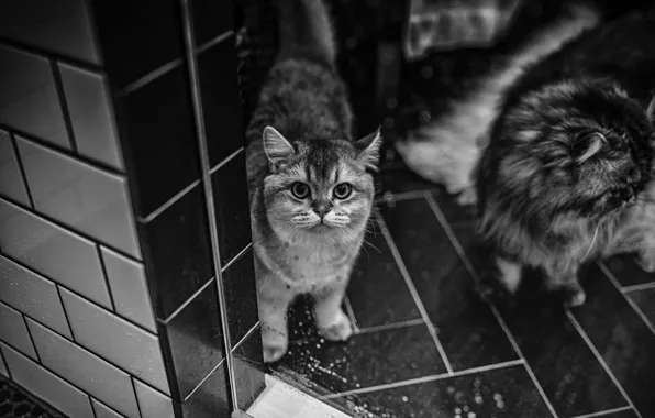 Картинка кошки, плитка, черно-белое