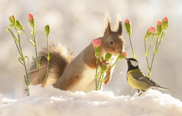 Картинка зима, свет, снег, цветы, природа, поза, птица, белка, парочка, дуэт, друзья, синица, общение, ранняя весна