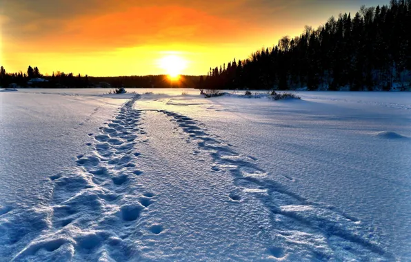 Картинка зима, поле, солнце, снег, деревья, закат, следы, Alain Audet