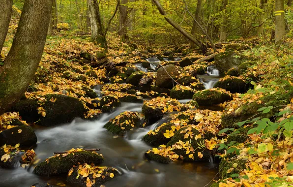 Картинка осень, лес, ручей, камни, мох