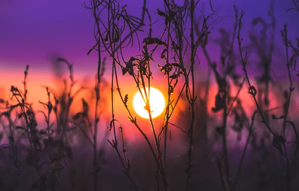 Картинка поле, трава, солнце, макро, закат, природа, blur