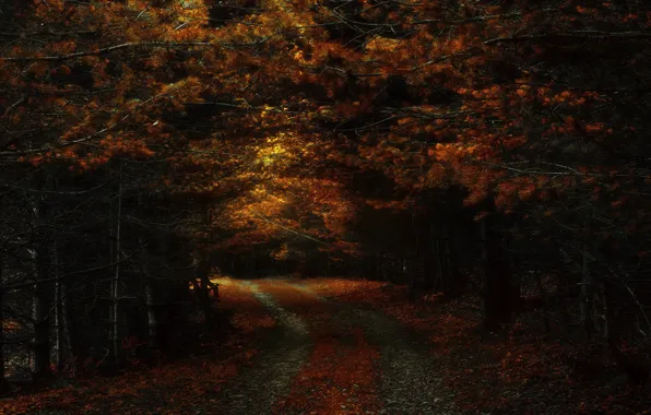 Картинка осень, лес, ветки, темный фон, сосны, полумрак, хвоя, тропинка