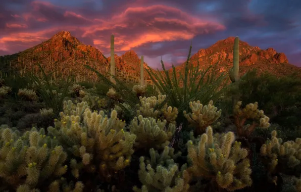 Картинка пейзаж, закат, горы, тучи, природа, Аризона, кактусы, США, Tucson Mountain Park