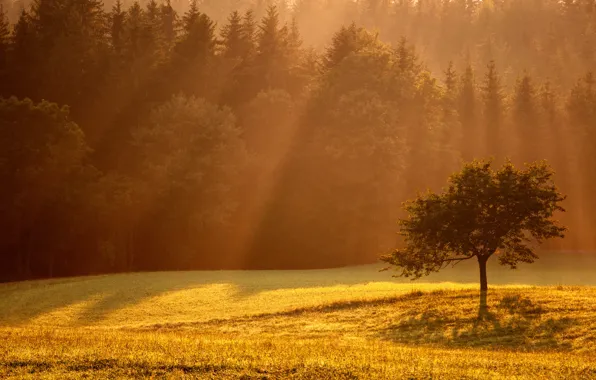 Картинка свет, дерево, поляна