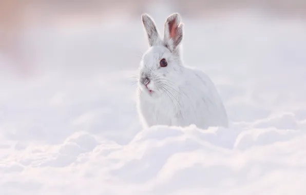 Картинка зима, снег, заяц, зайка, беляк, Владимир Морозов