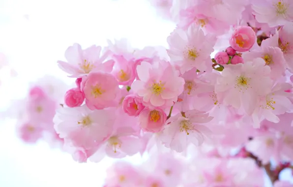 Картинка цветы, вишня, ветка, весна, сакура, розовые, светлый фон, бутоны, цветение, в цвету