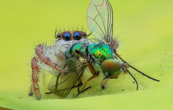 Картинка глаза, макро, муха, фон, паук, насекомое, добыча, прыгун, джампер, паучок, прыгающий паук, членистоногое