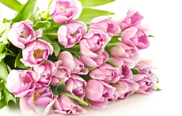 Картинка букет, тюльпаны, розовые тюльпаны