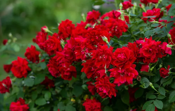 Картинка цветы, розы, сад, красные, розовый куст