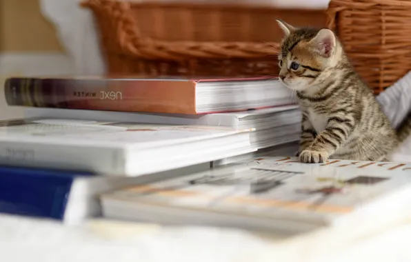 Картинка корзина, книги, на столе, полосатый котёнок