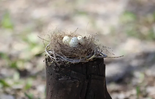 Картинка фон, пень, яйца, гнездо