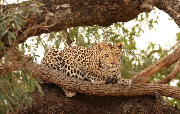 Картинка кошка, природа, дерево, хищник, леопард