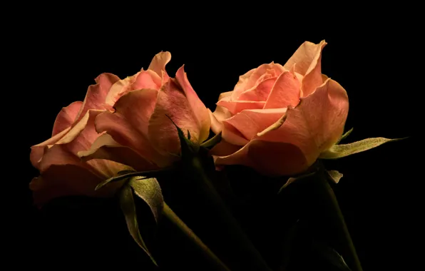 Картинка цветы, фото, розы