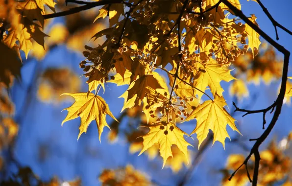 Картинка осень, небо, свет, ветки, природа, синева, дерево, листва, желтые, плоды, клен, кленовые, осенние листья