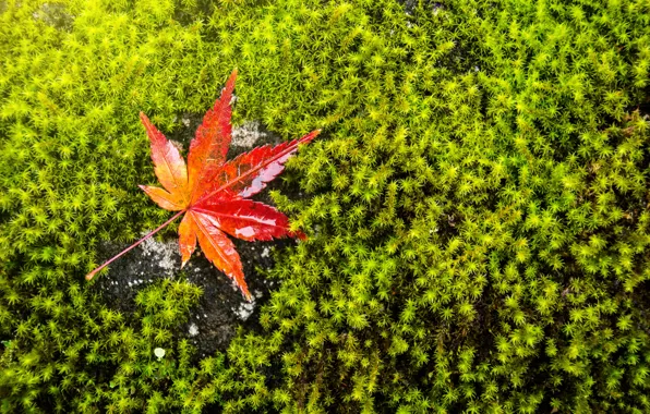 Картинка осень, трава, лист, зеленый, фон, мох, клен, autumn, leaf, maple