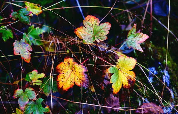Картинка осень, листья, краски, композиция
