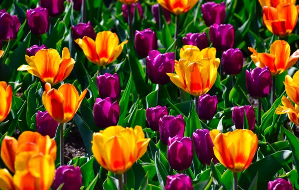Картинка цветы, яркие, весна, фиолетовые, разных цветов, тюльпаны, оранжевые, клумба, много