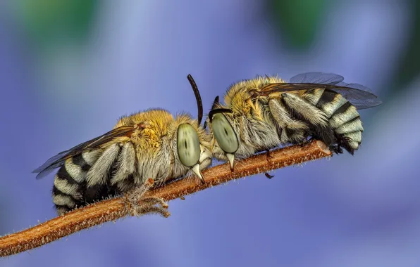 Картинка глаза, макро, насекомые, фон, сиреневый, две, стебель, пчелы, пара, клыки, пчёлы