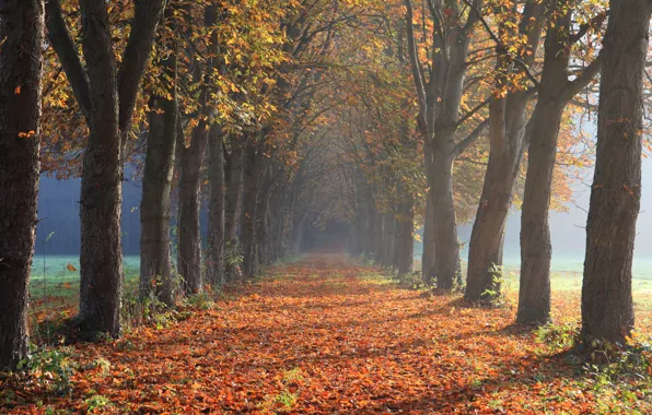 Картинка дорога, осень, свет, деревья, ветки, туман, парк, стволы, перспектива, листва, утро, тени, дымка, аллея, листопад, …
