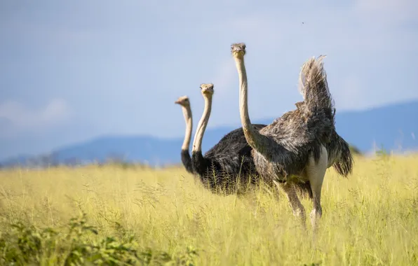Картинка Tanzania, african ostrich, Tarangire Nation Park, birds of africa
